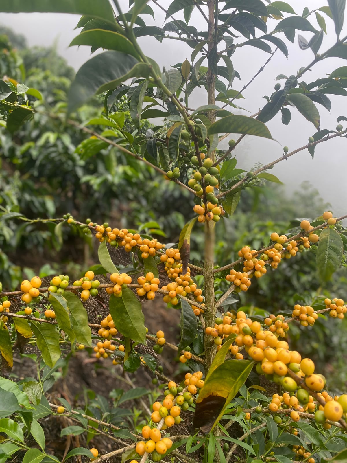 Cultivo de café en Samaniego