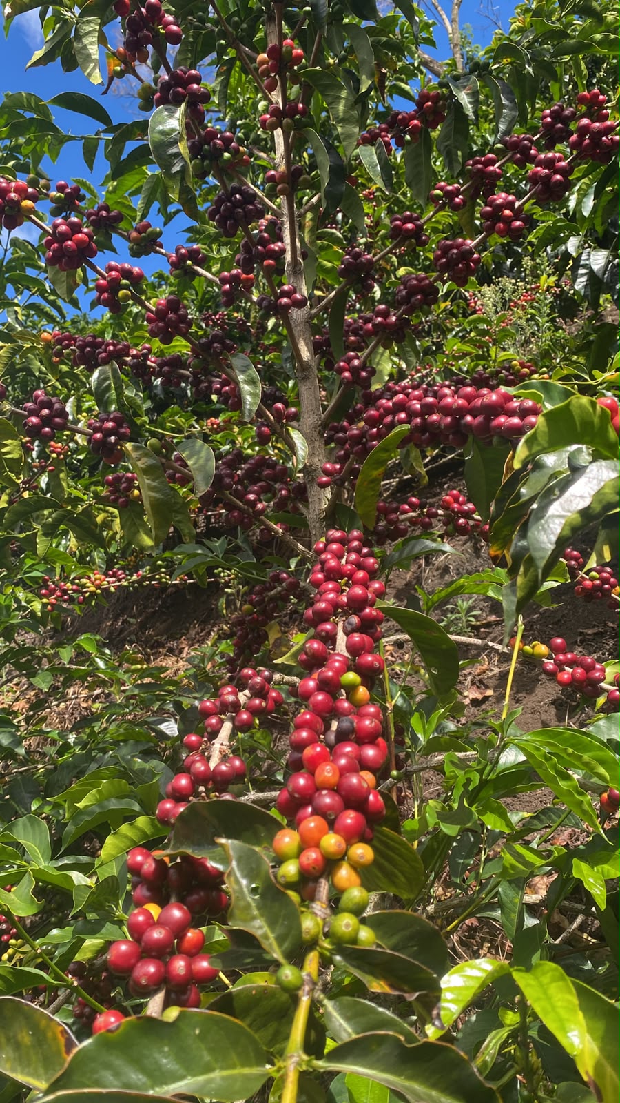 Cerezas de café maduras en la planta