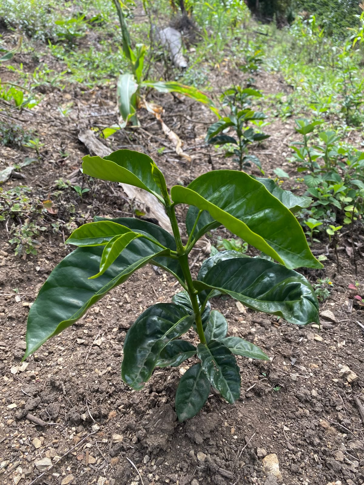 Almácigo de café recién sembrado