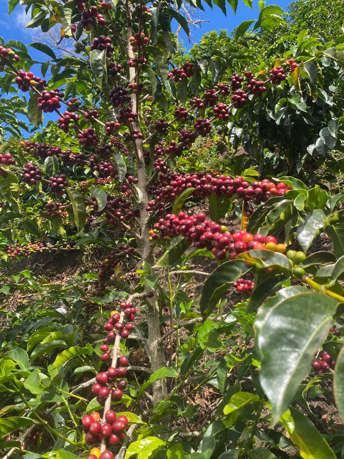 Cerezas de café maduras e intactas en la planta para proceso natural