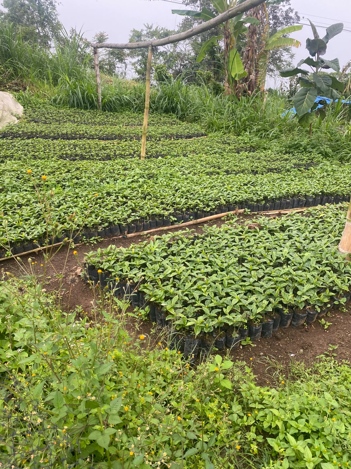 Semillero de café en Samaniego