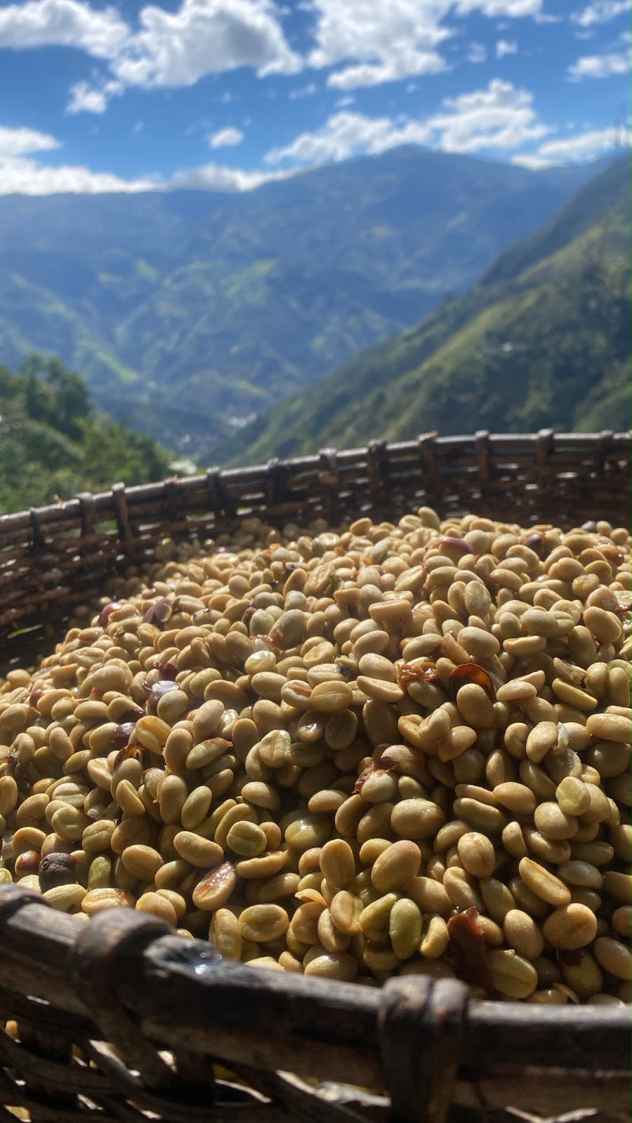 Café en proceso de lavado, grano recién despulpado