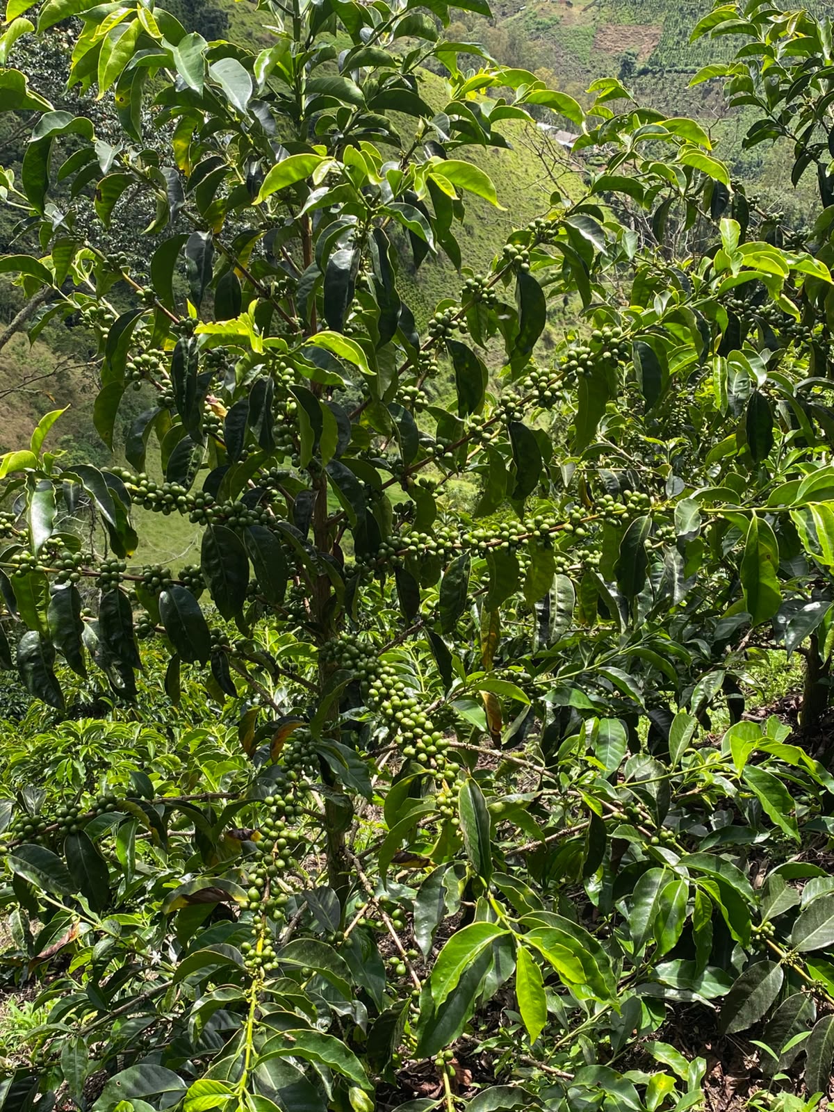 Planta de café con cerezas formándose