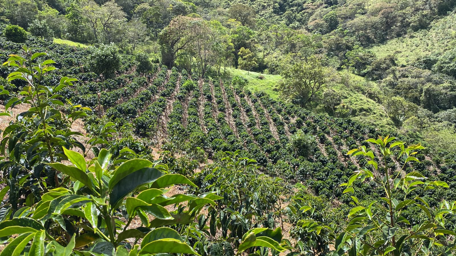 Finca cafetera de Samaniego