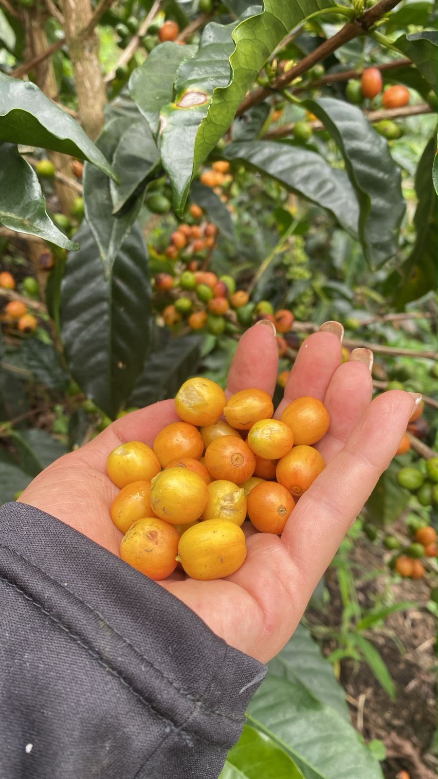Cerezas de café recién cosechadas en la mano