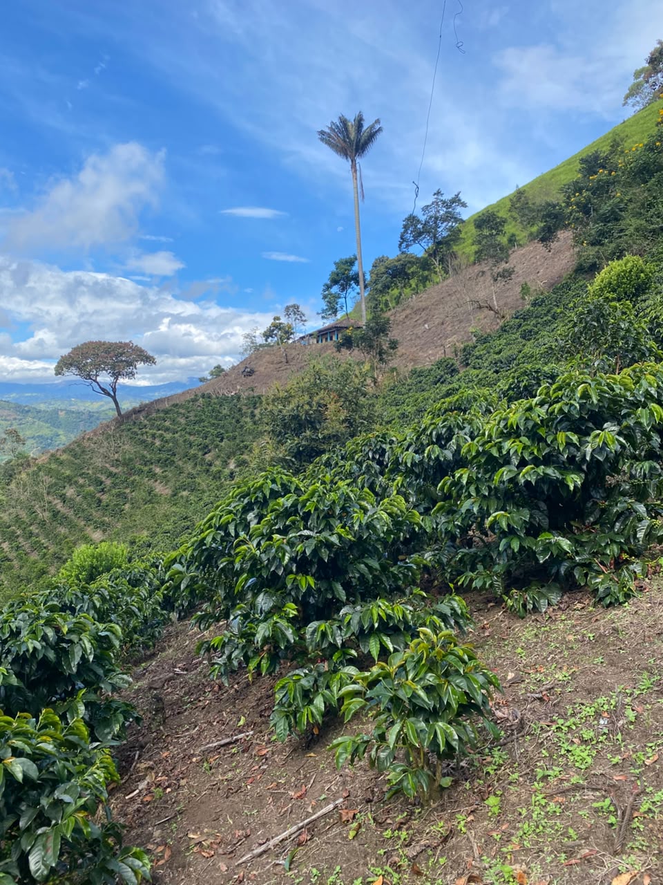 Cafetal en ladera con palma de cera de fondo