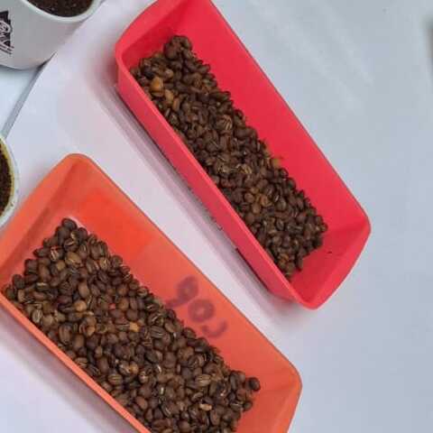 Grano de café tostado en bandejas